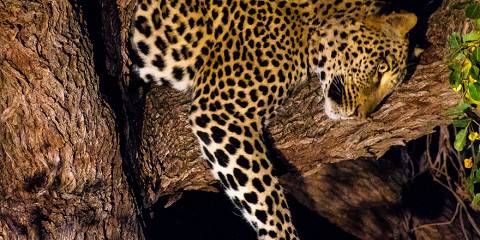 Kruger Safari at Sunset - Chase Big Five at Dusk